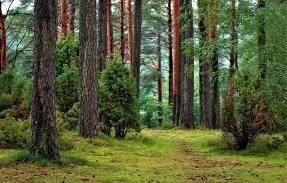 Going Green in a World of White